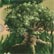 Great Gnarled Tree