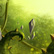 Whisker Woods Rift